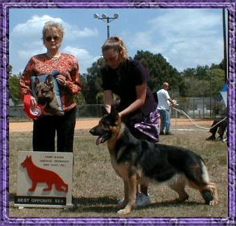 CH (AM) Creekvue's Anna-Belle By Starr