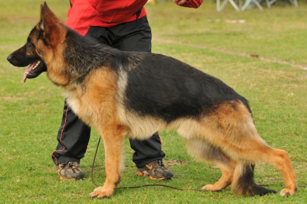 VA (SA) Lexus vom Bierstadter Hof
