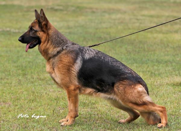 V Jäcky von der Berghofer-Heide