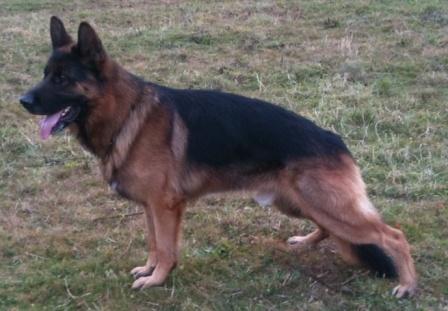 V ERON von Zenteiche