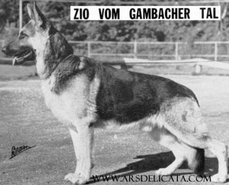 Zio vom Gambacher Tal