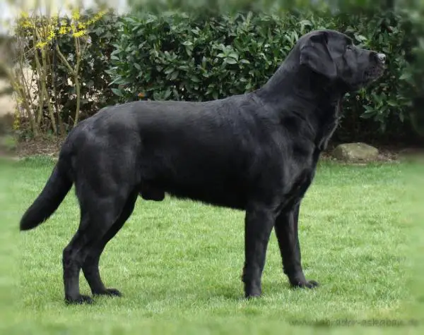 CH Askaban vom Boeskenbruch