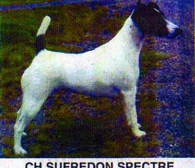 ENGL. CH. Sufredon Spectre