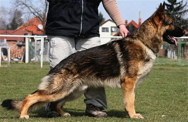 Matrix Moravia Artex