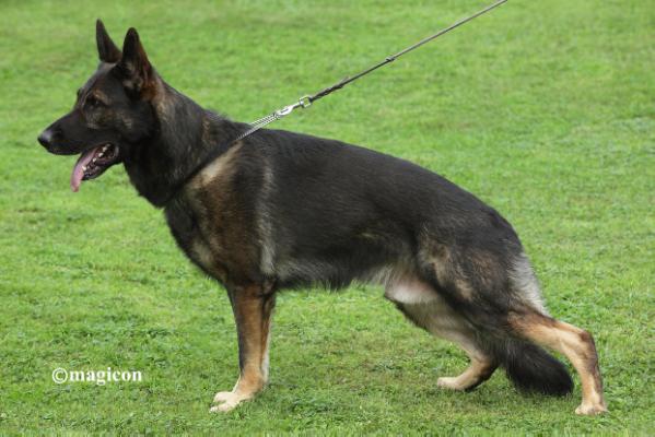 V Grosso vom Bonauer Wald