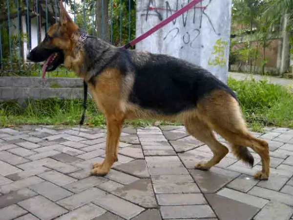 Illuminates Quena Von Woofenstein