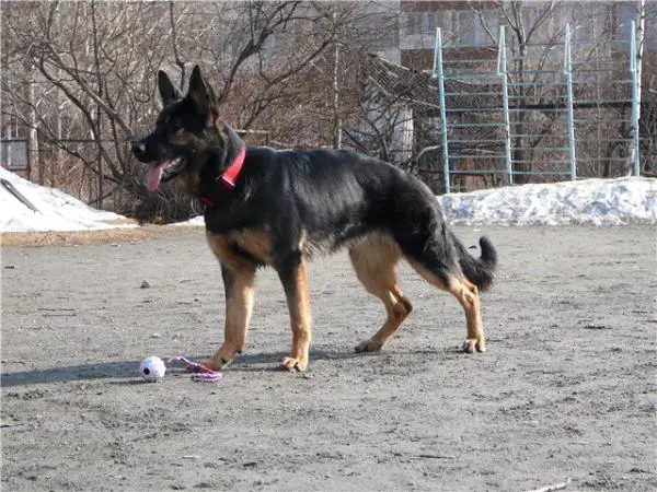 Dilemma in Work - Style