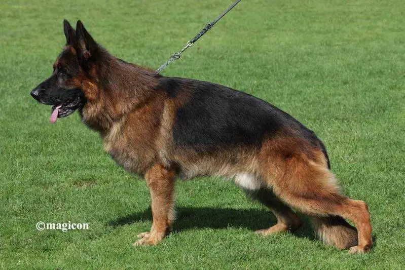 V54 BSZS 2015 King von Sofanga