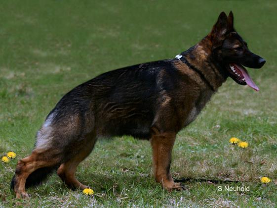 Bonny vom Nauheimer Eck