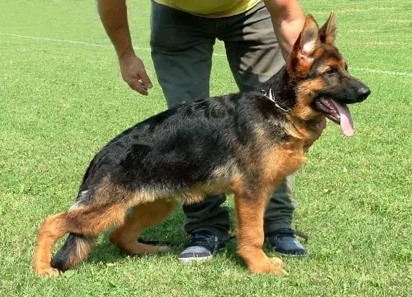 Raul dei Templari