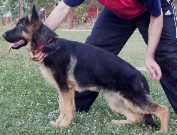 Xaro in Regnum Marianum