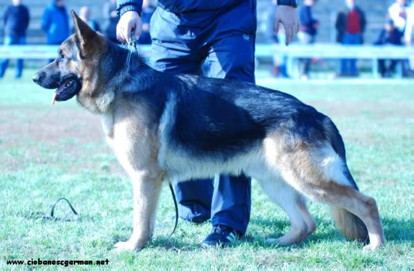 Kimon (RO) COR A 20039-09/166