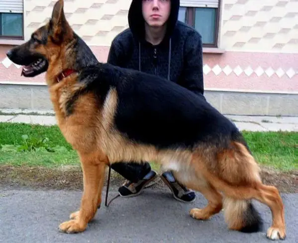 Cello von Bellissimo