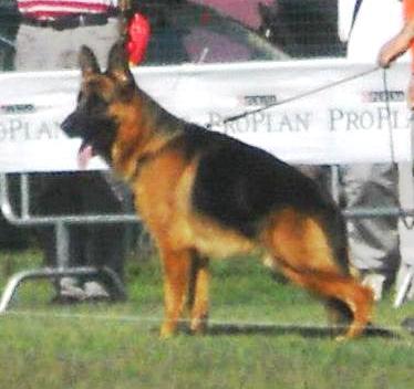 EUROP J. WINNER 2012 Hassan Von Haus Selia