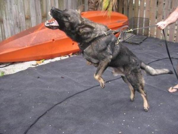 Dan Vom Der Haus Erik