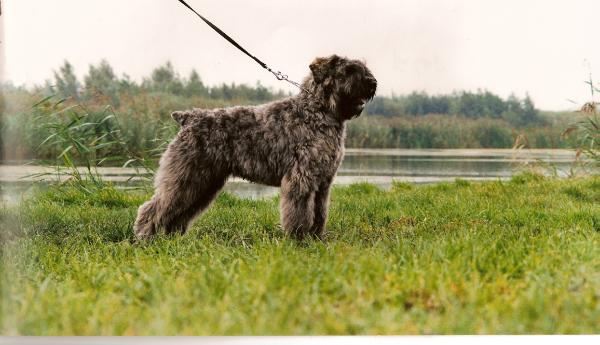 Ike Pepper v.d. Duca Vallei