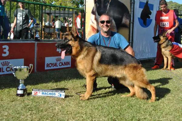 VA3 Sieger Brasil CBPA 2015 Zokko do Rancho dos Ipes