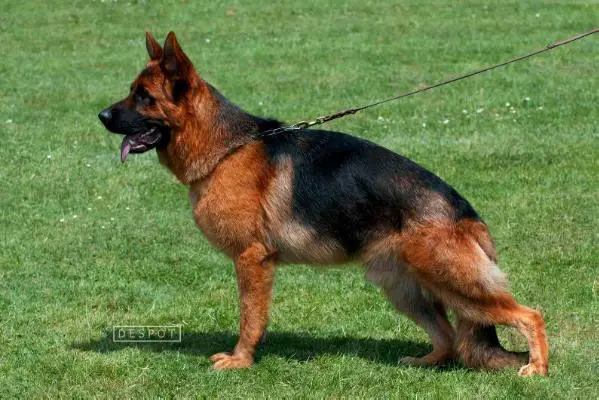 Spartak Semper Wictor