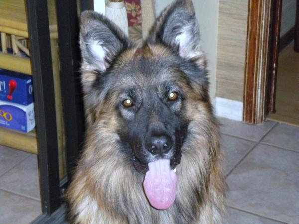 Zeus vom Haus Milesevac