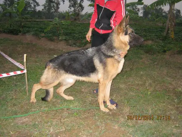 V V2 (VN)2012 Celly Tran Gia