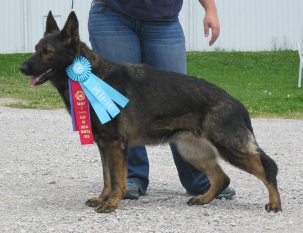 NAT CH/UKC CH Jacki Vom Norben