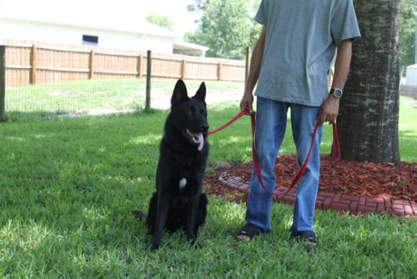 Gero Vomhaus Saffore