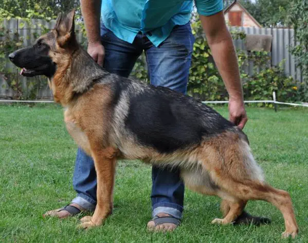 Zara Sofievskaya Zemlya