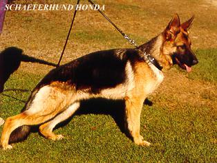 Schaeferhund Honda