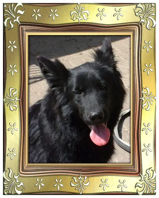 VA 1 Ganda vom Nordstroh