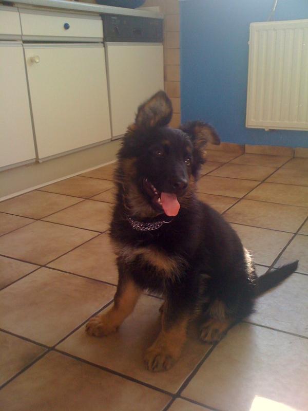 Havana vom Altdeutschen Camp