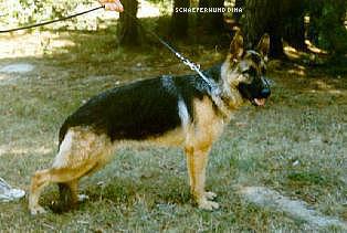 Schaeferhund Dina