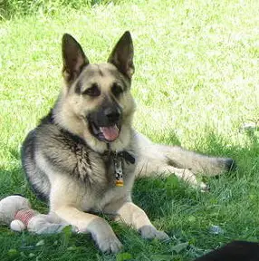 Sir Bruno The Great II