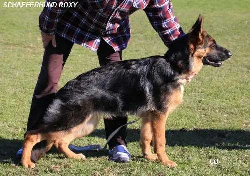 Schaeferhund Roxy