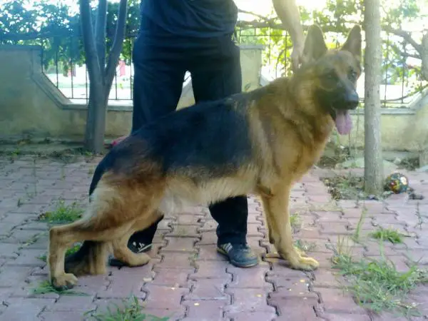 V2 (TR) Raiko von Reichertshof