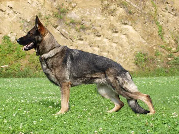 SG1 Tia Suché Lazce