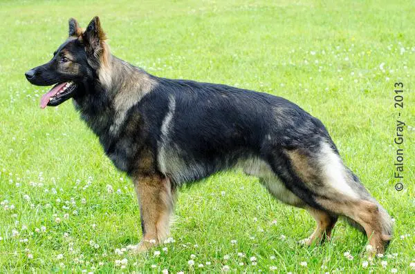 SG1 Kastle van het Basjes Huis