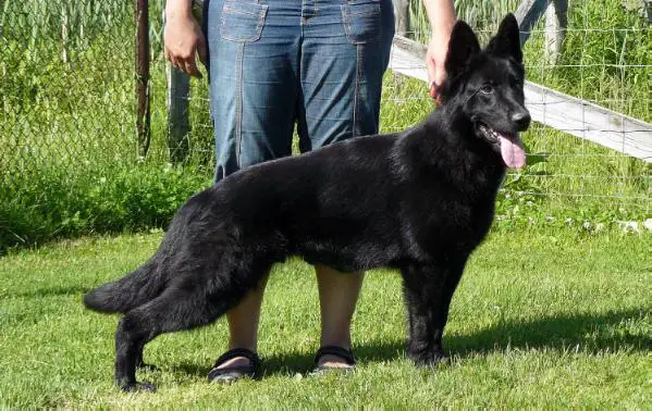 Perla von Schraderhaus