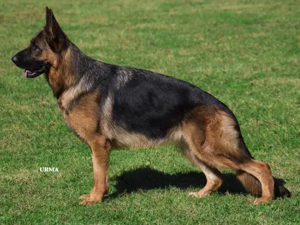 SG 17 BSZS 2012 Flic-Flac von Wilhendorf