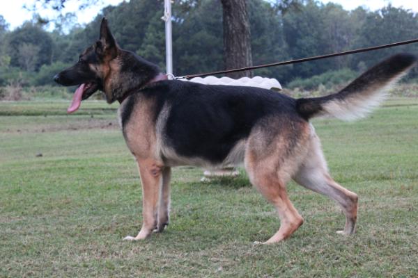 Wrights SGT Dozer (K&S Quality Canines)