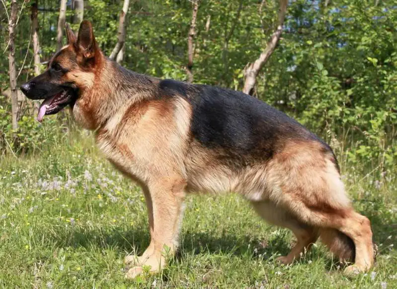 JCHRUS CH RUS Taliso vom Bad Wäldle