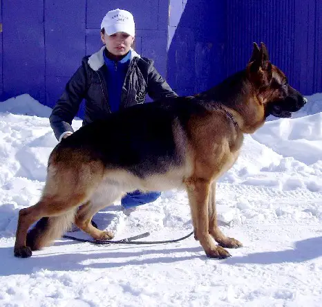 V/ CH.RUSSIA KENDO iz FORTUNA MERDI