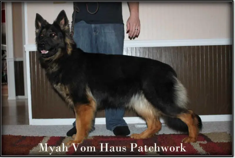 Myah Vom Haus Patchwork