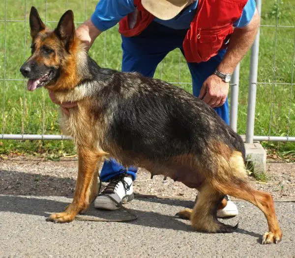 V Grit vom Salzhügel
