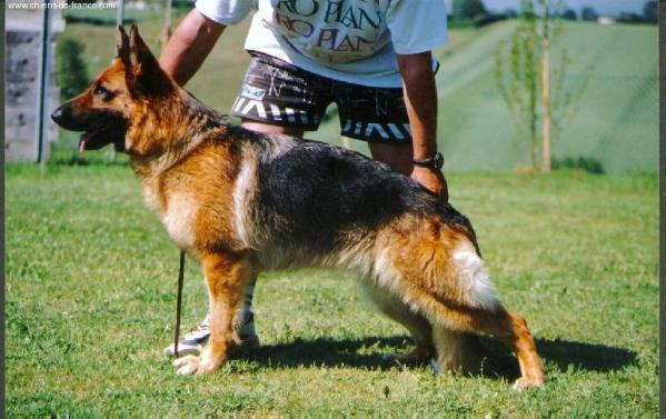 COT.4 Naja Du bois de laye