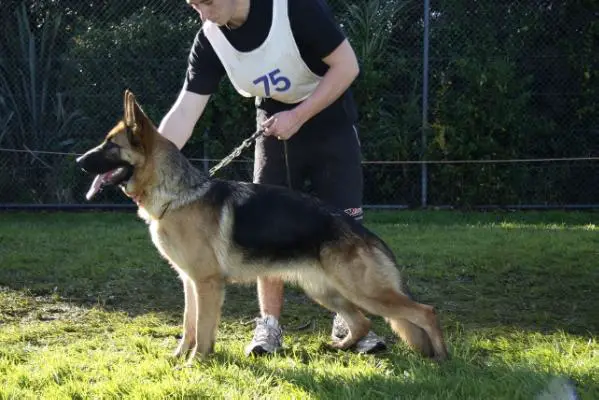 WESENHUND DVS ONE