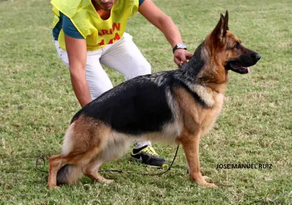 VV1 SIEGER (P) CH4-6 Lara de Sagasta