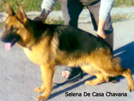 Selena de Casa Chavana