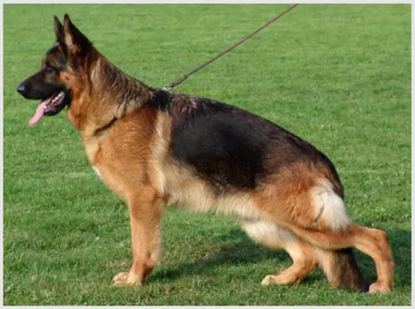 Yack von der Lindenhayner Flur