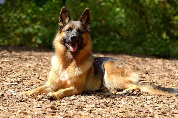 IKira Von Wilhendorf