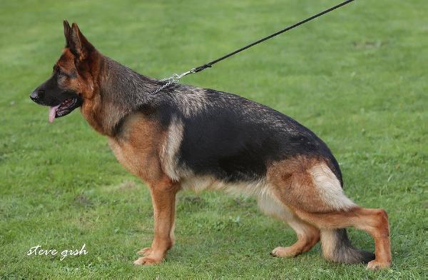 V14 Life von Pallas Athene